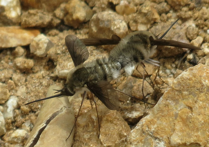 Large Bee-flies